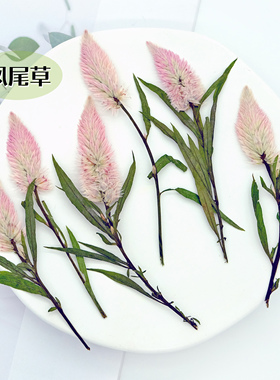 凤尾草标本礼品装饰物