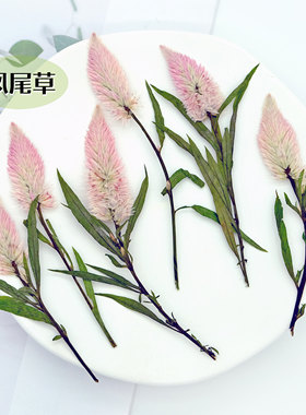 凤尾草标本礼品装饰物