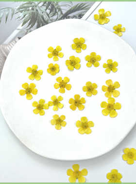 压花毛茛鲜黄色干花油画质感迷你真花标本手工滴胶手机壳书签材料