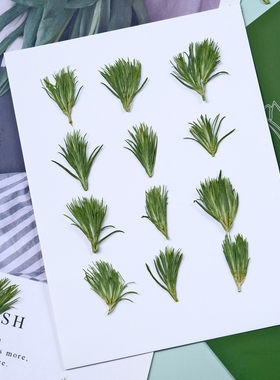 绿毛球干花压花绿色草地草坪押花画干花相框书签手工材料