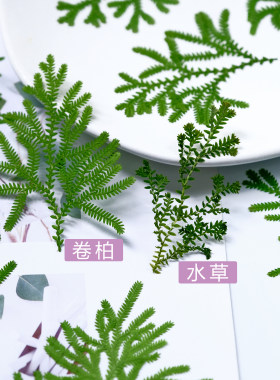 卷柏蕨类植物标本翠云草水草造景干花相框装饰押花画书签