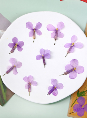 二月兰干花压花紫色十字花科真花标本儿童书签相框材料