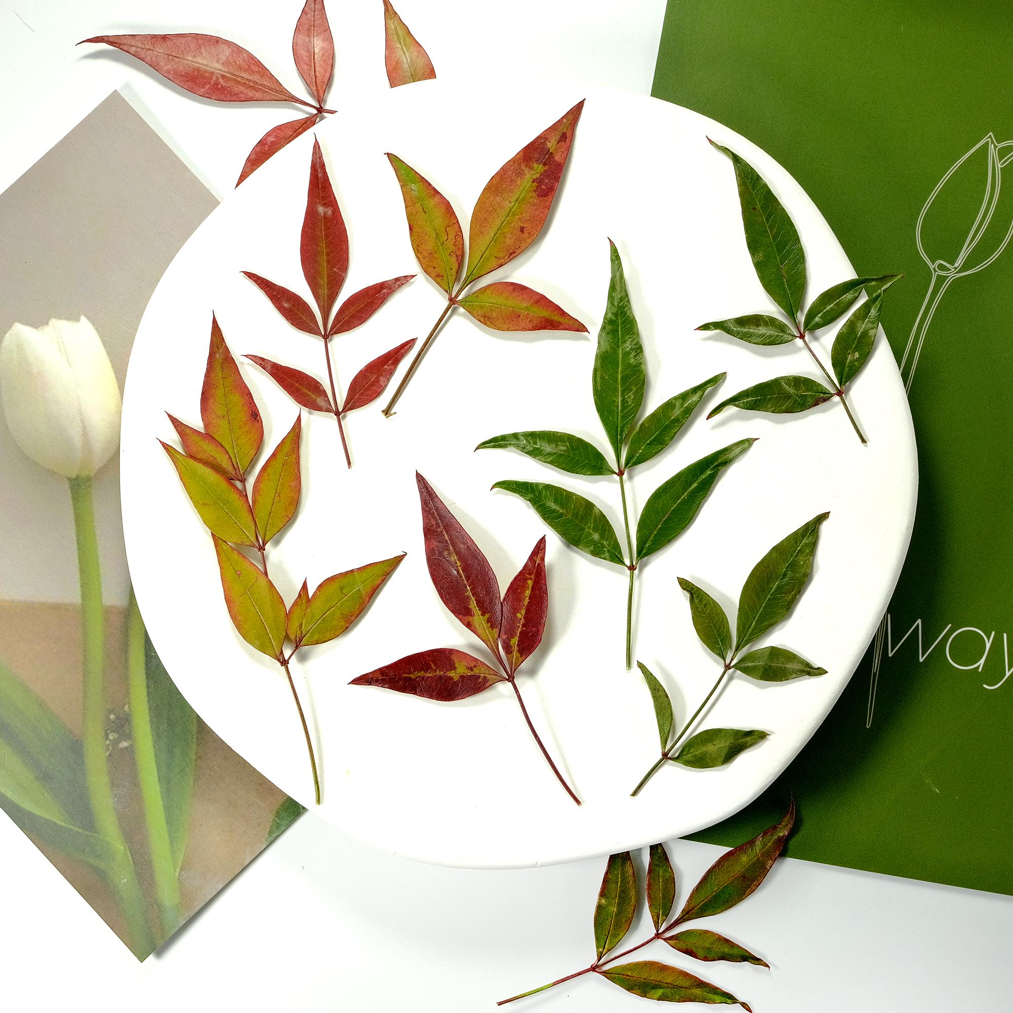 南天竹植物标本红色树叶干花绿色压花diy相框材料拍摄叶子素材