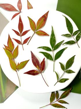南天竹植物标本红色树叶干花绿色压花diy相框材料拍摄叶子素材