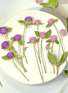千日红干花压花带枝粉色花朵紫色植物标本相框DIY干花材料