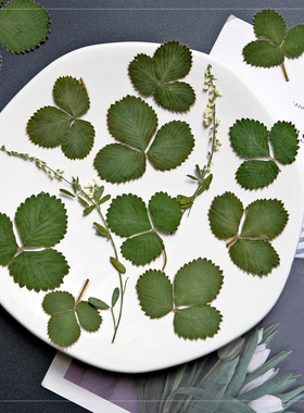 草莓叶干花压花绿色叶子押花画干花相框书签植物蜡烛手工材料