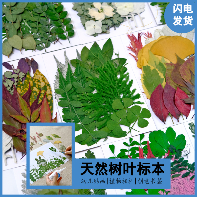 干花树叶标本材料包植物标收集环创手工课教学互动粘贴画创意diy