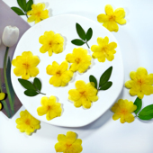 迎春花干花黄色花朵真花标本压花相框滴胶手机壳手工书签材料