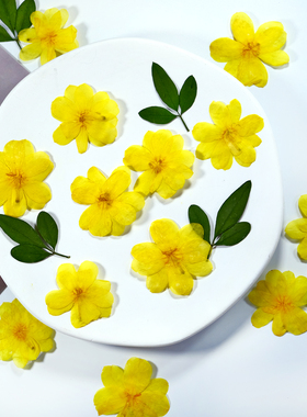 迎春花干花黄色花朵真花标本压花相框滴胶手机壳手工书签材料