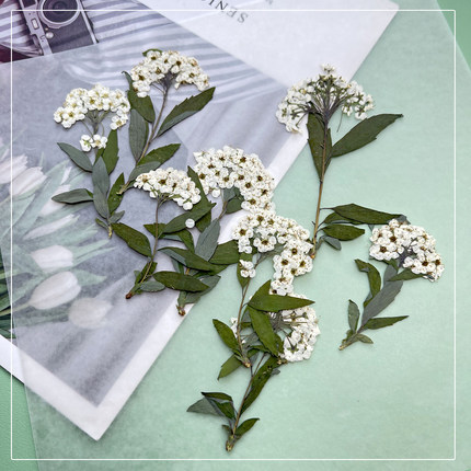 绣线菊小水仙干花压花标本请柬火漆印章咖啡装饰贴画手工diy