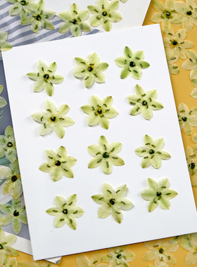 天鹅绒干花压花伯利恒之星押花真花滴胶装饰手工diy材料包贴脸妆