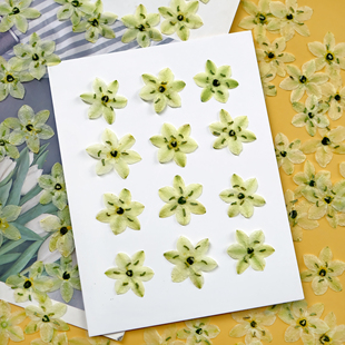 天鹅绒干花压花伯利恒之星押花真花滴胶装饰手工diy材料包贴脸妆