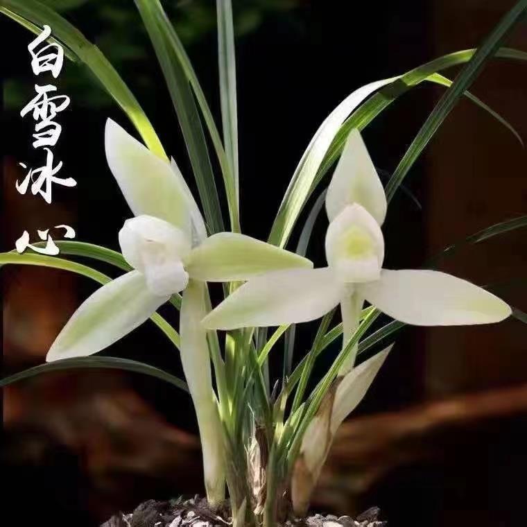 清雅兰花苗春兰带花苞白雪冰心浓香型客厅书桌绿植盆栽花卉清雅