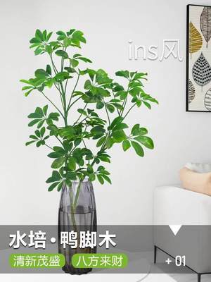 水培鸭脚木花卉盆栽绿植物室内客厅鲜切日本吊钟水养马醉木招财树