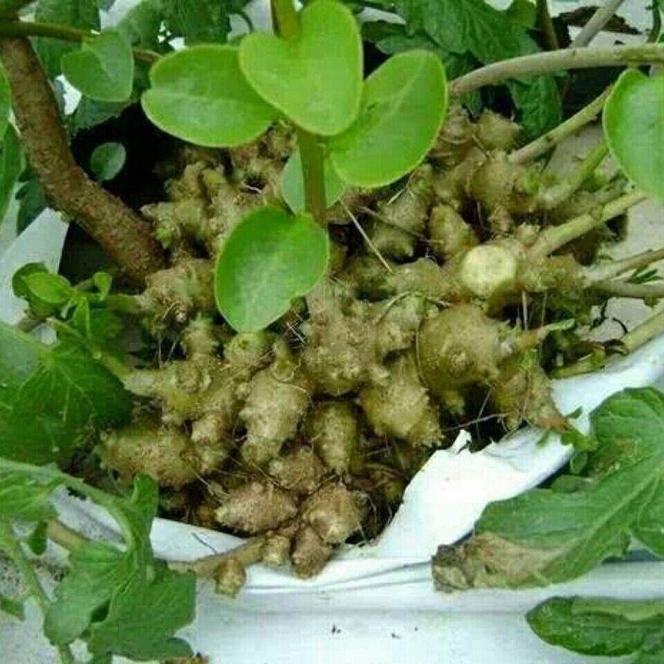 野外藤三七植物苗食药用土田七种子根茎室外易活花卉爬藤绿植盆栽
