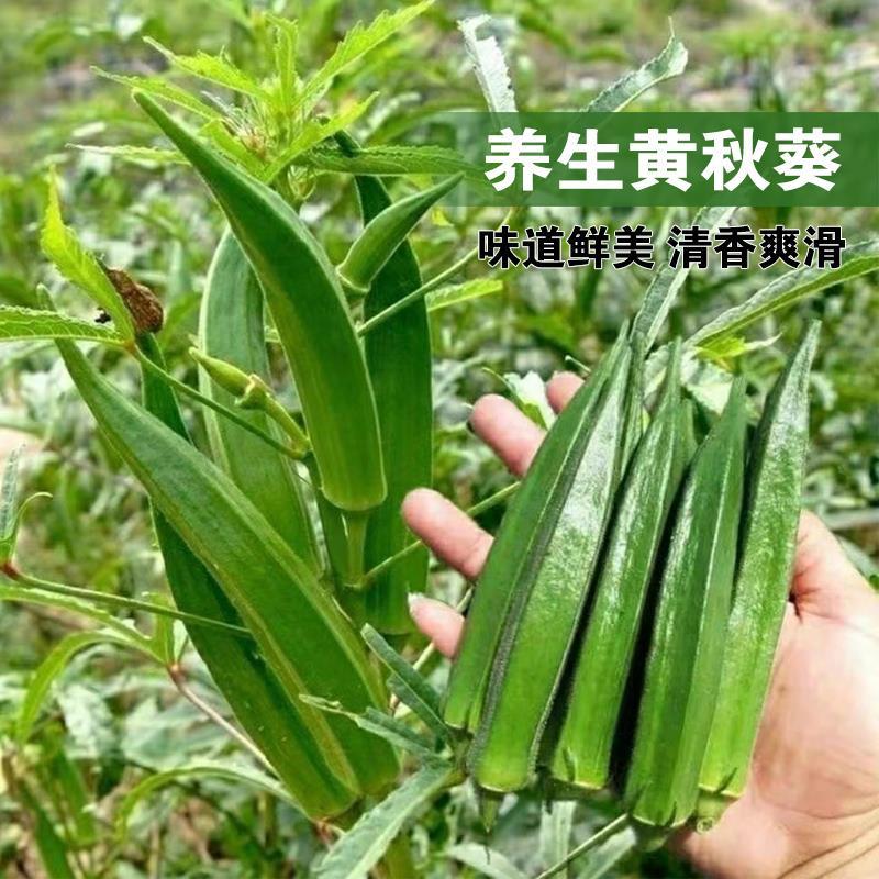 四季蔬菜种子黄秋葵红秋葵香菜青菜阳台盆栽种植生菜种籽孑开花