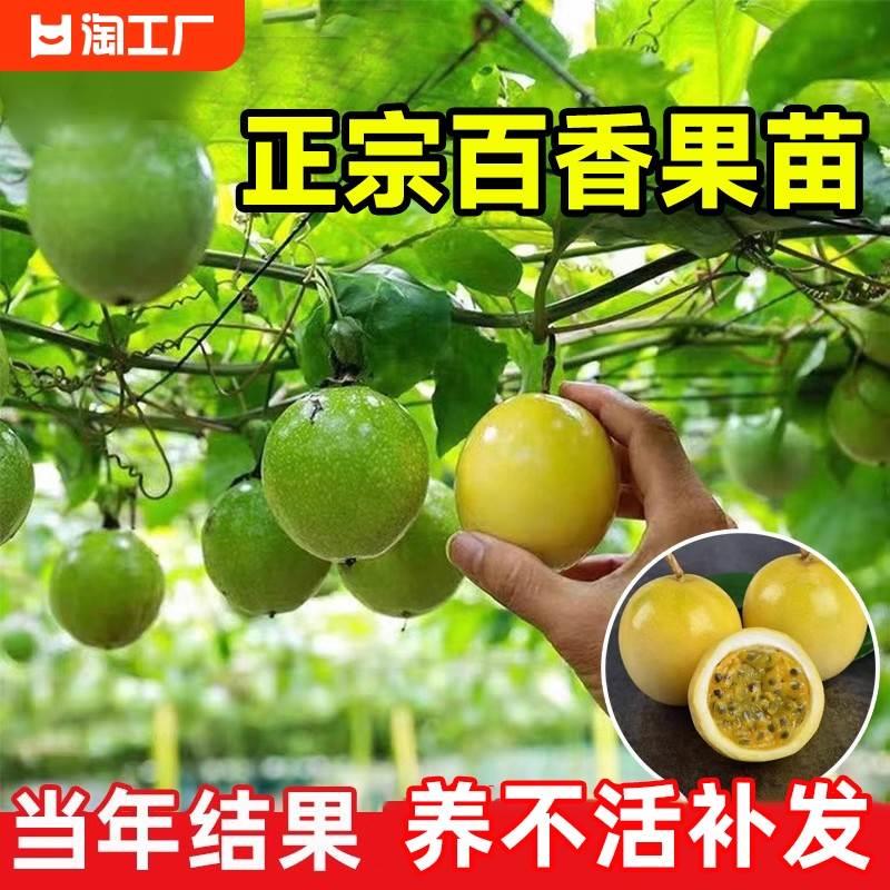 黄金百香果树果苗钦蜜9号水果苗盆栽南北方种植四季不断结果耐寒