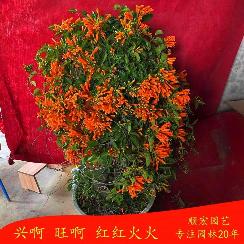 爬藤植物炮仗花苗盆栽四季常绿爬藤植物攀爬庭院围墙垂吊鞭炮花苗