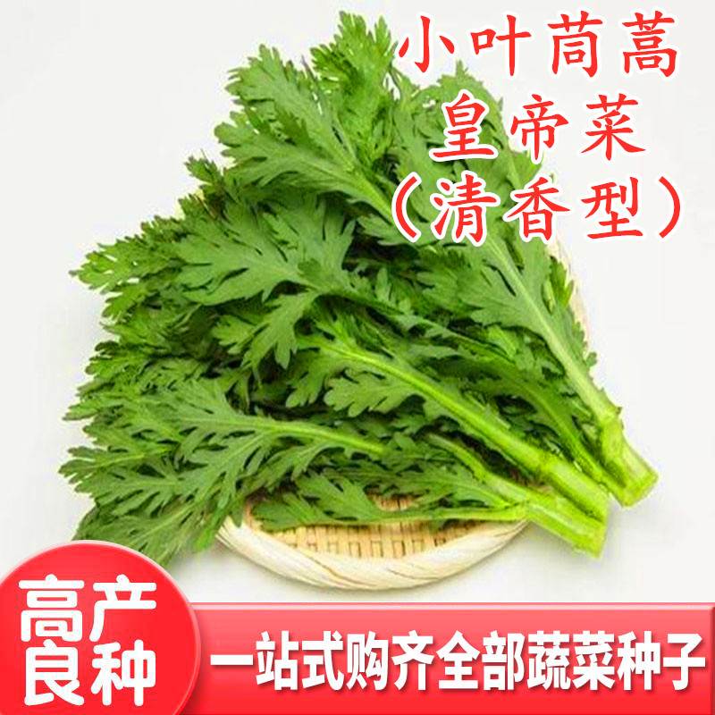 小叶茼蒿种子皇帝菜种籽光杆蔬菜多次采收庭院阳台四季高产包邮