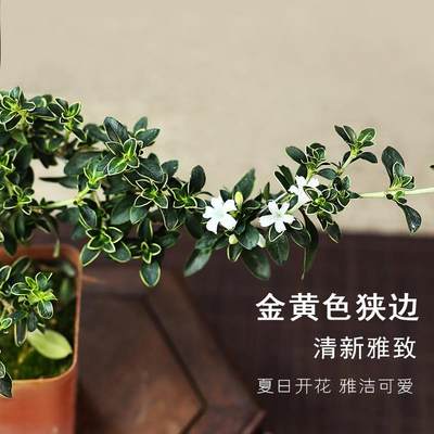 悬崖六月雪开花植物四季