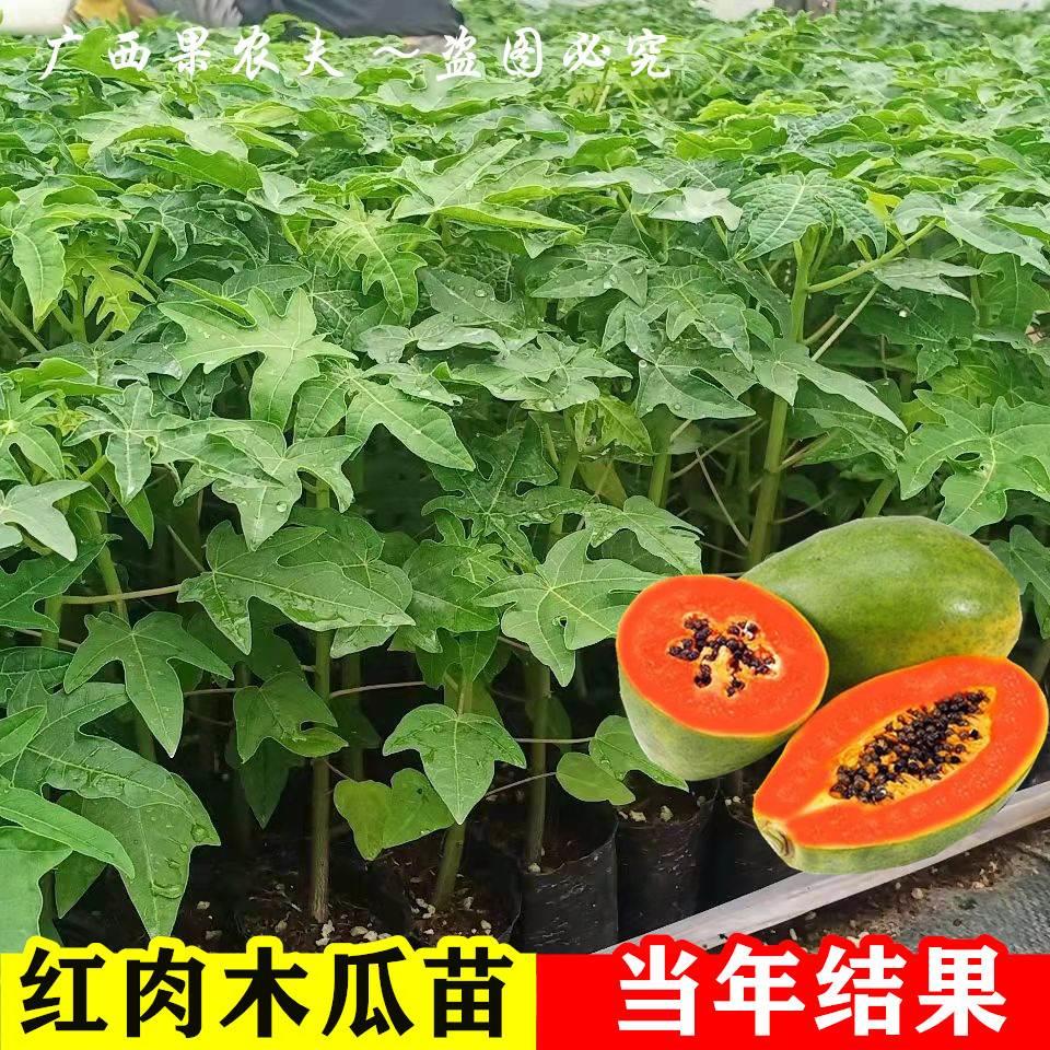 木瓜苗树雷州冰糖牛奶红肉木瓜大青水果矮化木瓜苗四季种植带土