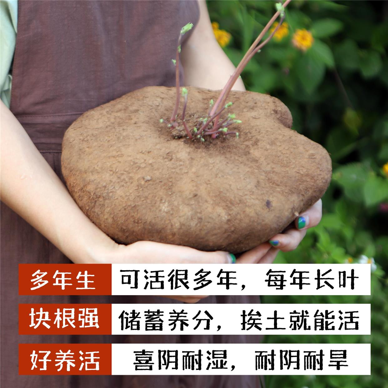 红藤山乌龟盆栽金不换植物桌面爬藤绿植水培多肉圆叶山乌龟带芽发