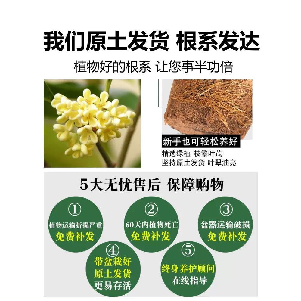 桂花树苗四季桂盆栽大树丹桂金桂庭院浓香型花卉植物室内绿植开花