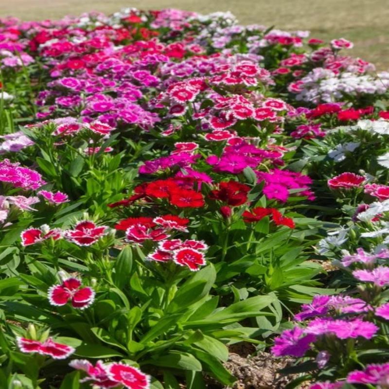 美国石竹花种籽子四季播种开花宿根庭院易活多年生阳台种植园艺