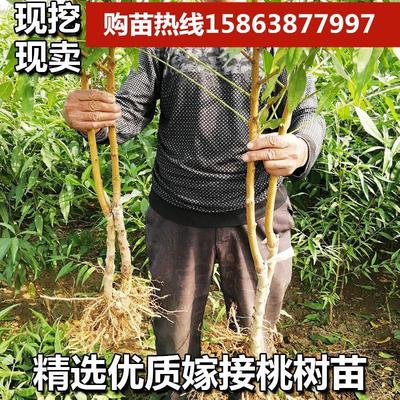 桃树果苗嫁接冬桃树早熟黄桃鹰嘴桃苗南北方种植盆栽地栽当年结果