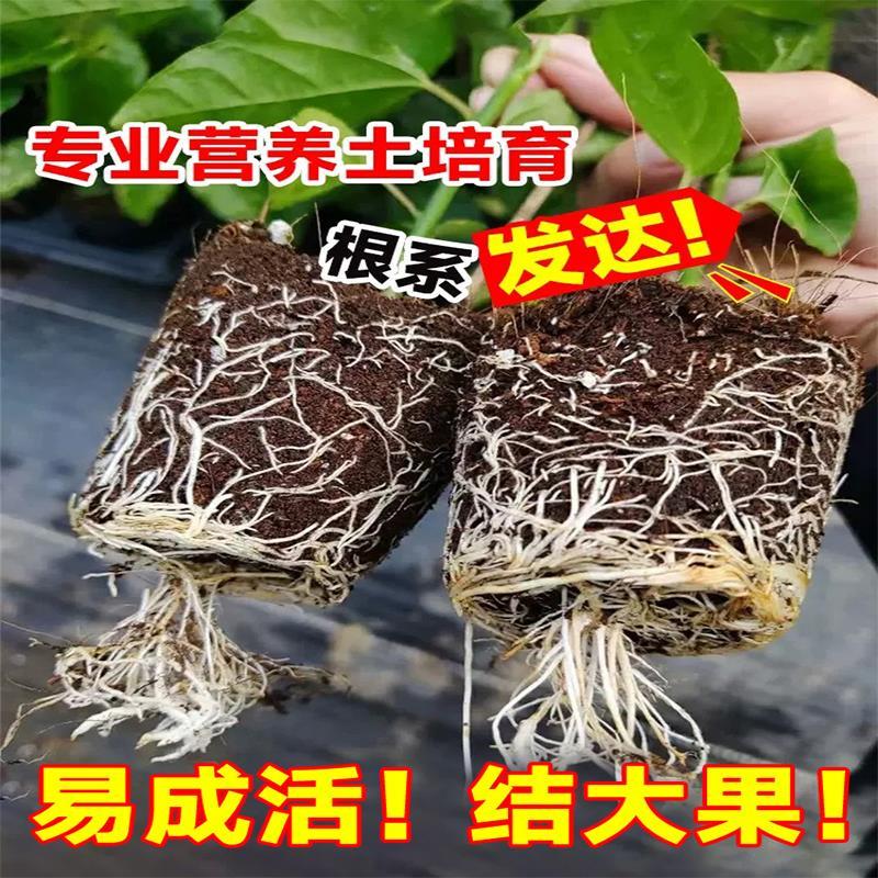 百香果树果苗盆栽树苗南方北方黄金水果树种植苗四季品种耐寒大果