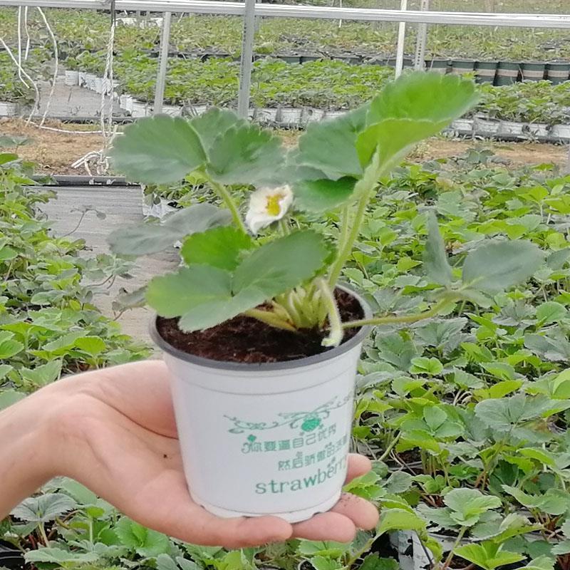 草苺苗盆栽带土带盆奶油淡雪天使AE南北方露天阳台种植四季草莓苗