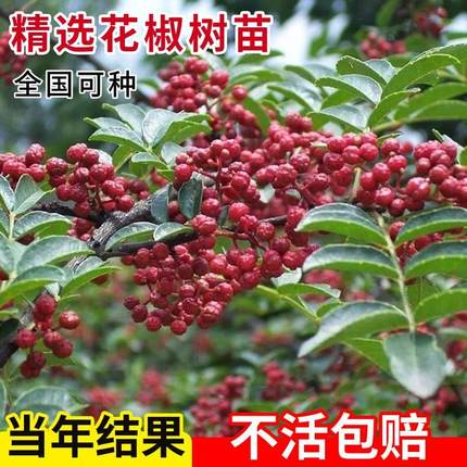 花椒苗树正宗青花椒无刺盆栽当年结果四季种植麻椒四川大红袍大苗