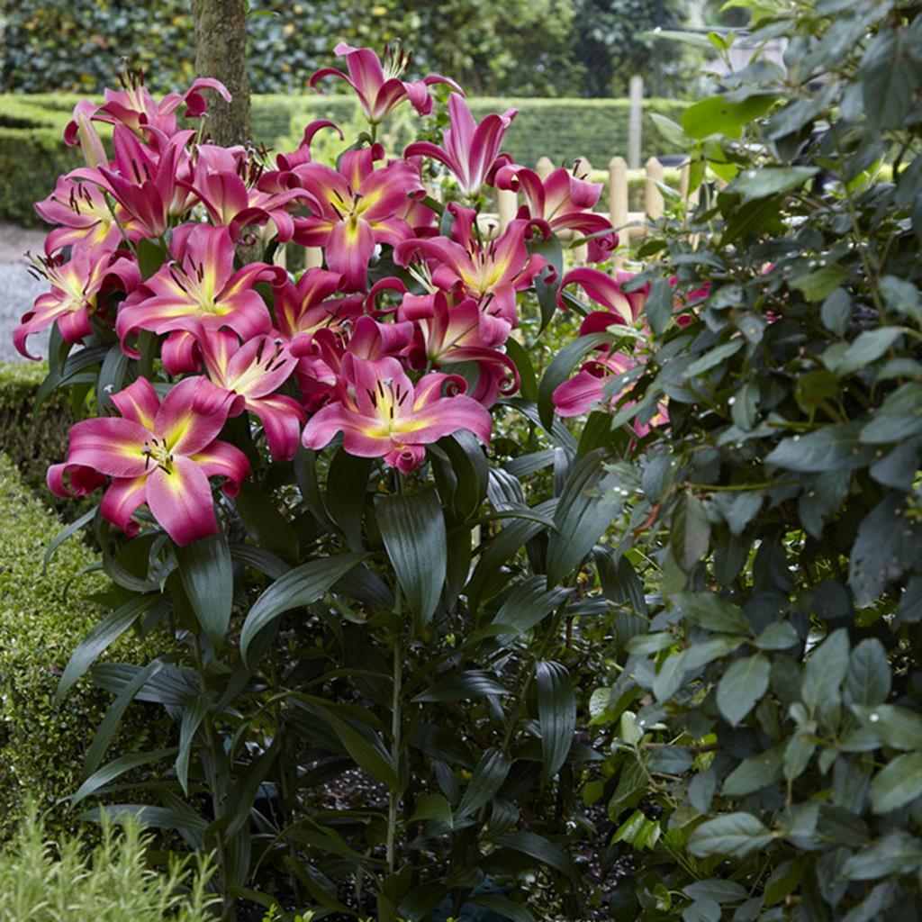 滇峰园艺进口百合花种球香水百合花种球 大球多头盆栽庭院48包邮