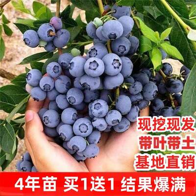 蓝莓树果苗带土南北方种植地栽特大阳台矮化盆栽绿宝石兔眼蓝莓苗