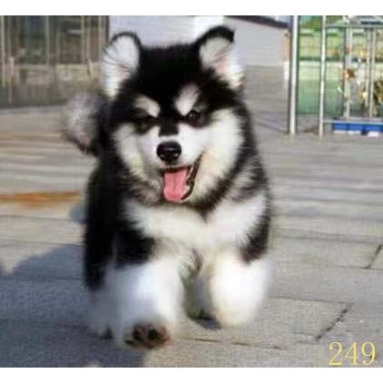 内江阿拉斯加幼犬纯种阿拉斯加犬活体黑红色灰桃阿拉斯加雪橇犬宠