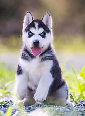 万宁纯种哈士奇幼犬活体西伯利亚雪橇犬二哈幼犬蓝眼哈士奇幼崽宠
