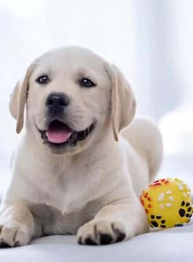 衡水纯种拉布拉多幼犬活体神犬小七导盲犬拉布拉多犬金毛犬幼犬宠