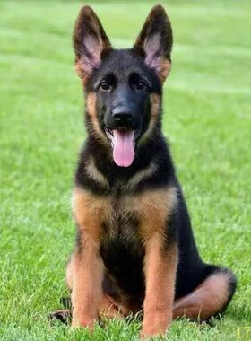 鹰潭纯种德牧幼犬警犬弓背犬黑背狼狗军犬德国牧羊犬看家护院宠物
