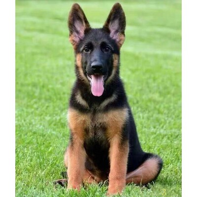 漯河纯种德牧幼犬警犬弓背犬黑背狼狗军犬德国牧羊犬看家护院宠物