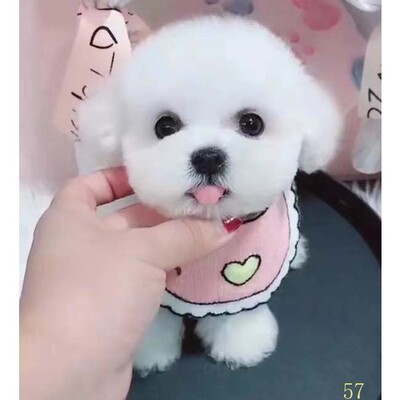 德阳比熊幼犬纯种活体卷毛纯白色飞耳比熊茶杯长不大小型宠物狗