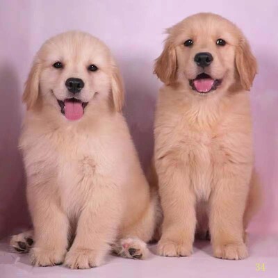 无锡纯种金毛幼犬活体导盲犬大骨架家养金毛狗小狗金毛犬幼崽宠物