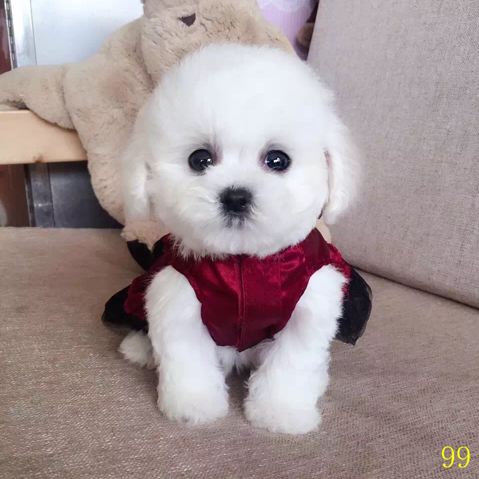 泉州比熊幼犬纯种活体卷毛纯白色飞耳比熊茶杯长不大小型宠物狗