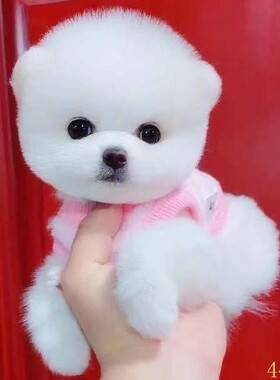 烟台博美幼犬纯种长不大茶杯犬黄白色小体型宠物狗球形俊介犬