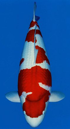 Z0015-20万单位阿米-卡星细菌清除消炎观赏鱼锦鲤