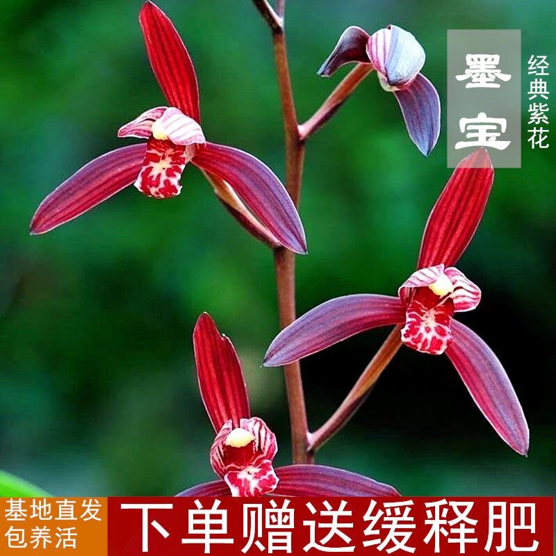 建兰墨宝带花苞兰花苗浓香型建兰高端名品四季兰暮山紫