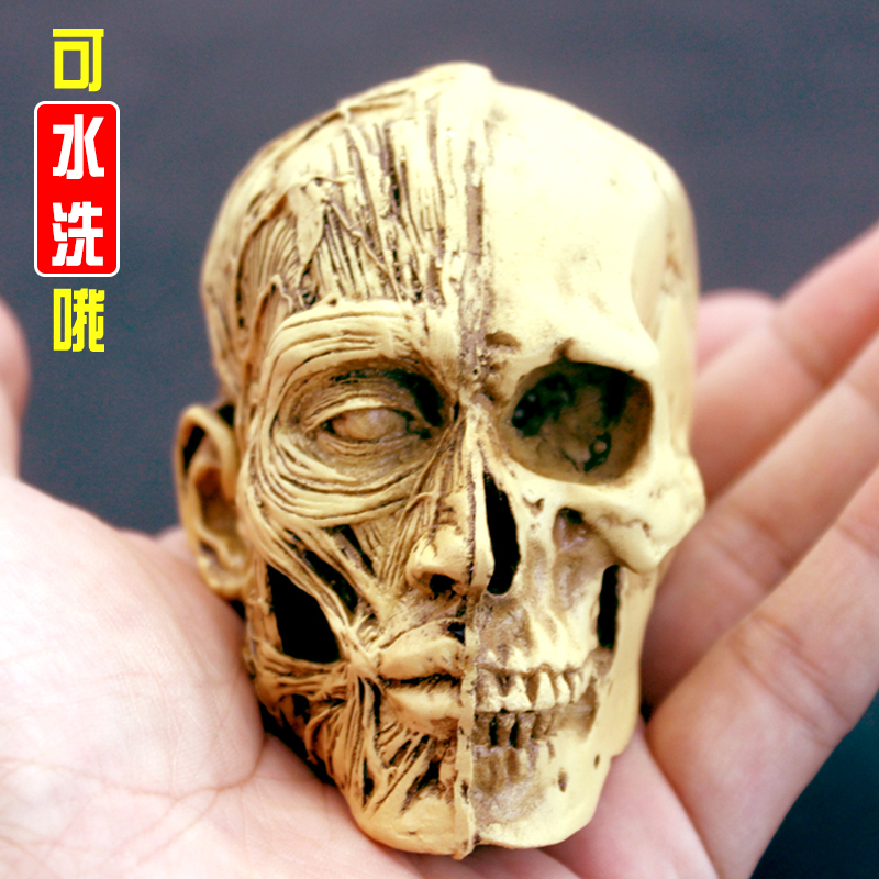 艺用人体模型肌肉骷髅头骨