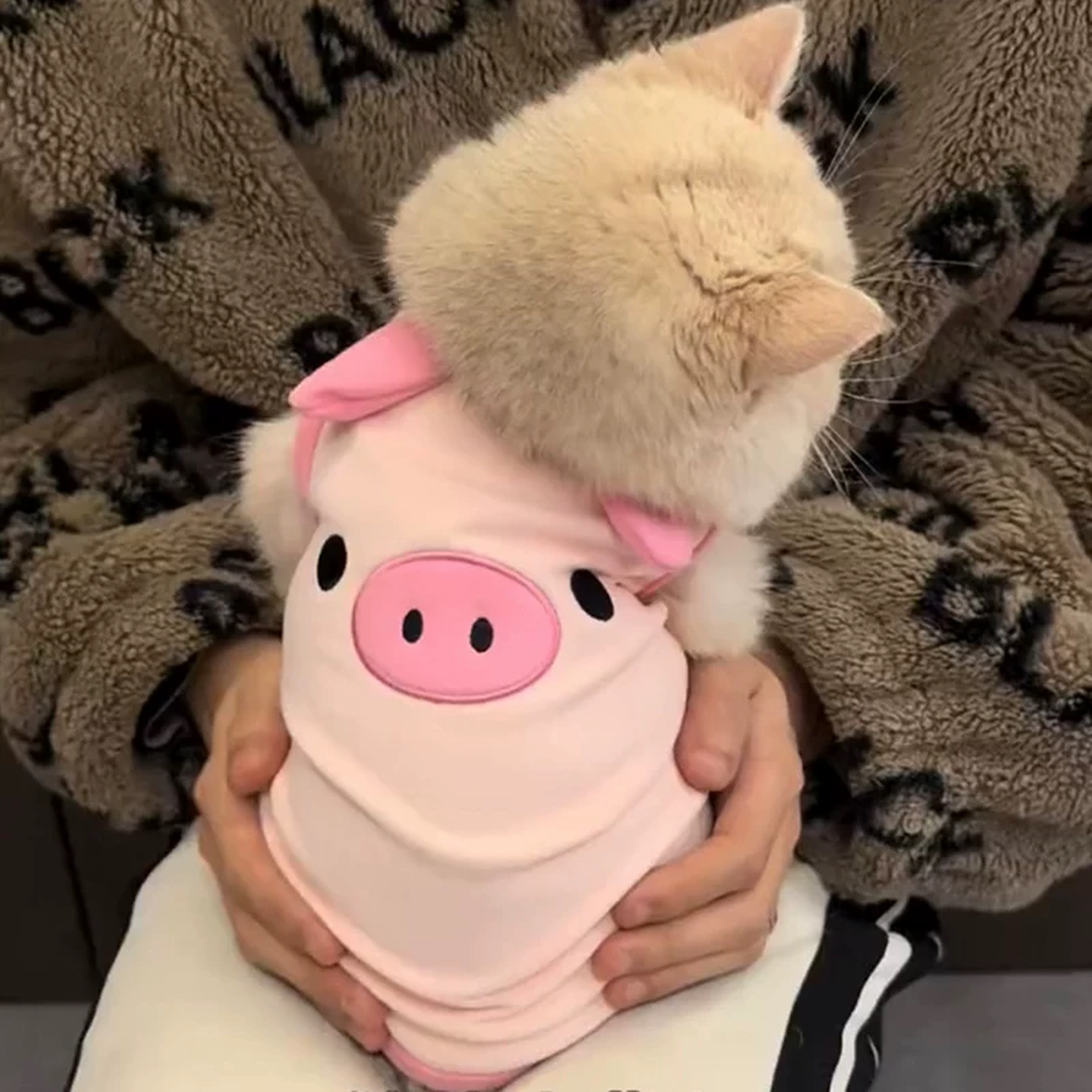 猫咪衣服小猫可爱春秋薄款防掉毛透气背心小型犬泰迪比熊宠物服装