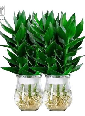 花行榜观音竹富贵竹水培植物花卉绿植观音竹+冬瓜玻璃瓶2套源头直