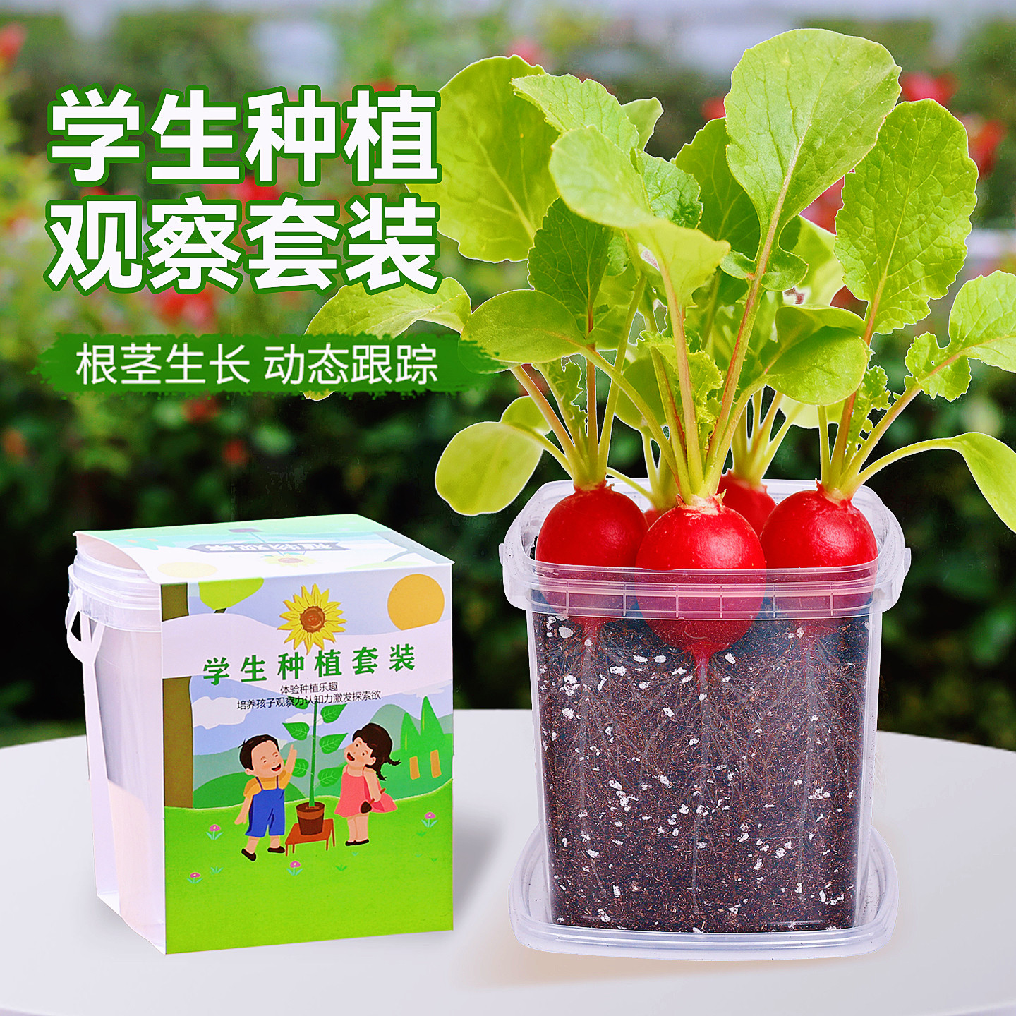 樱桃萝卜套装儿童种植小盆栽草莓凤仙花种籽学生实验观察植物种子