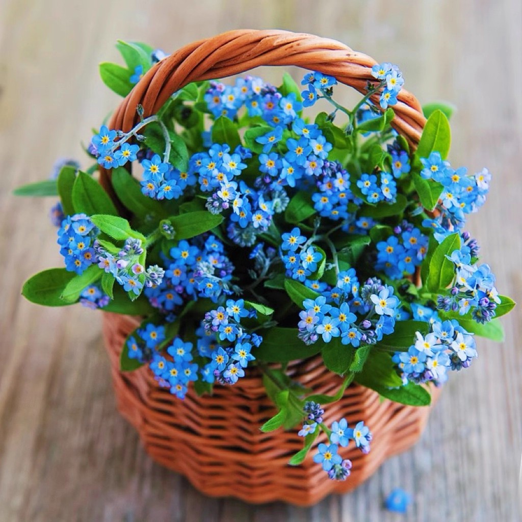 勿忘草花籽四季播种开花3天发芽